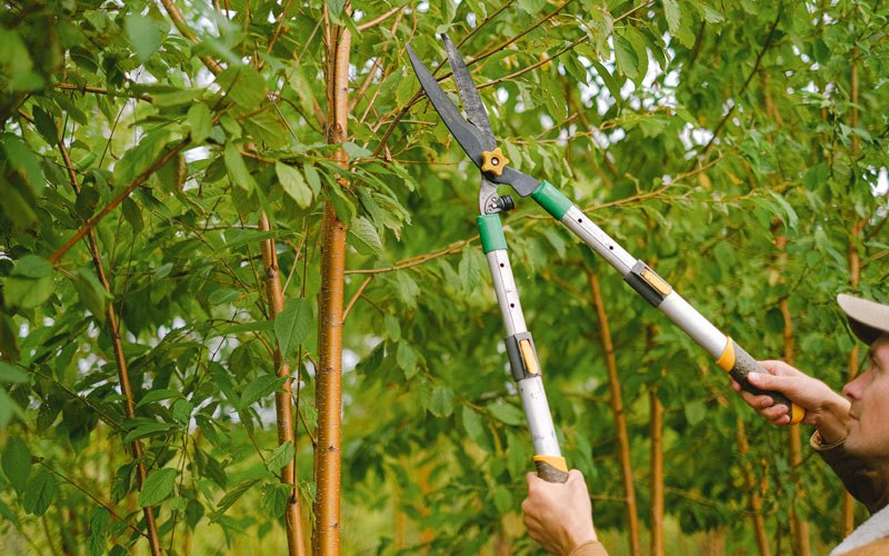 Tree trimming in Pinsonfork, KY